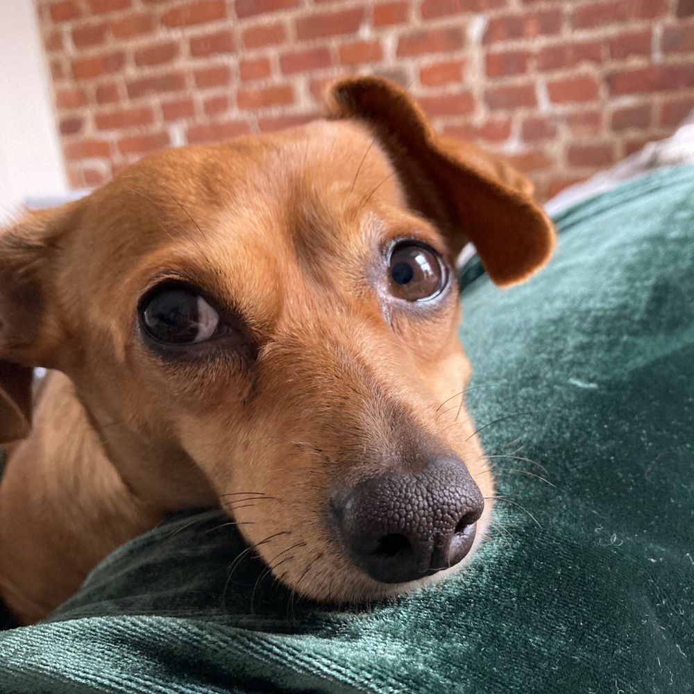 Meet your Posher, Shanti